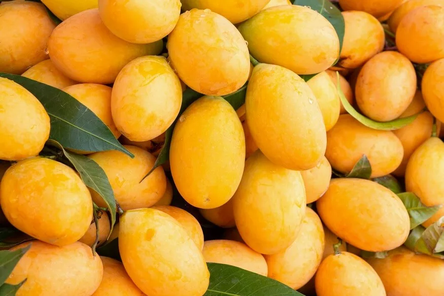 Fresh mangoes - Instill Impex